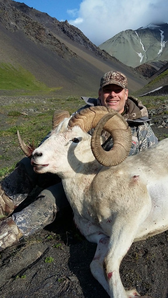 Alaska Dall Sheep