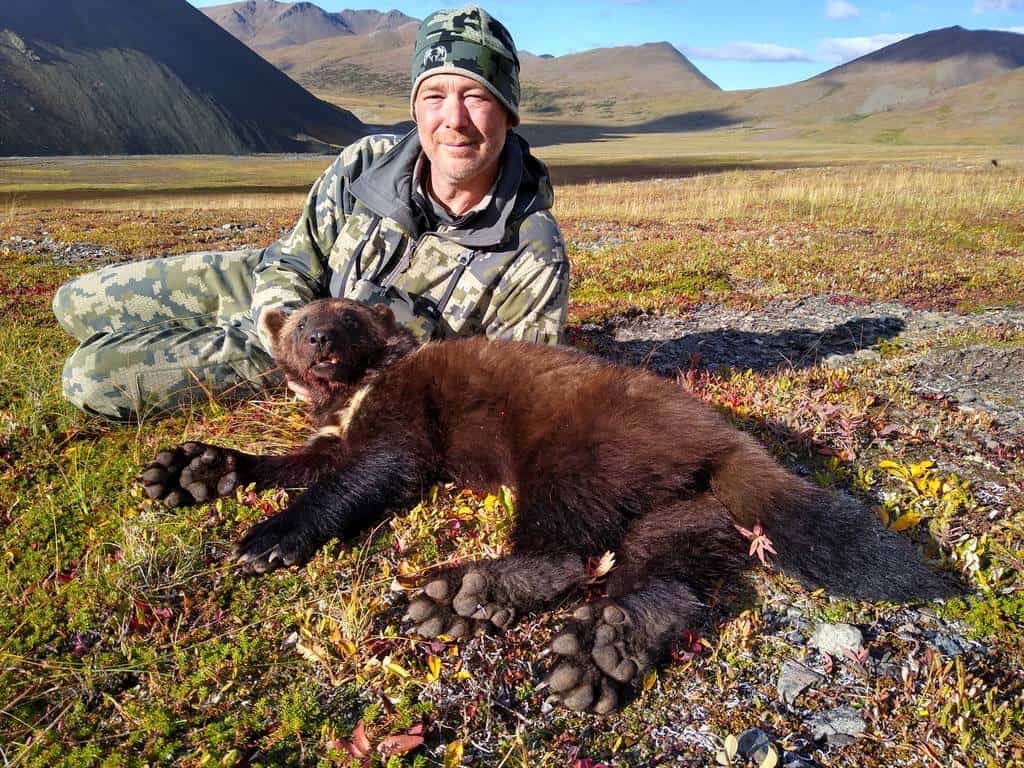 Trophy Bull Moose