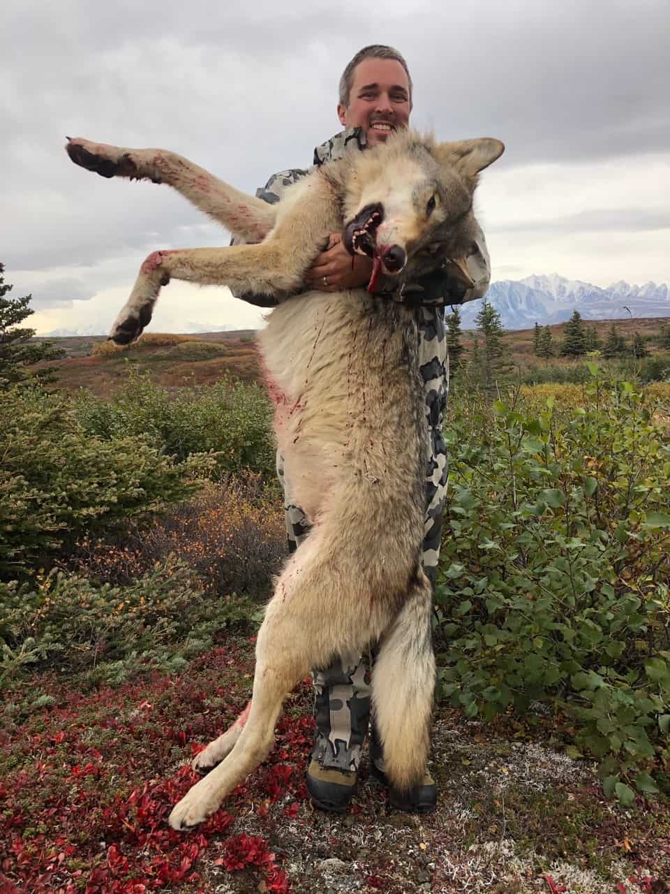 Trophy Bull Moose