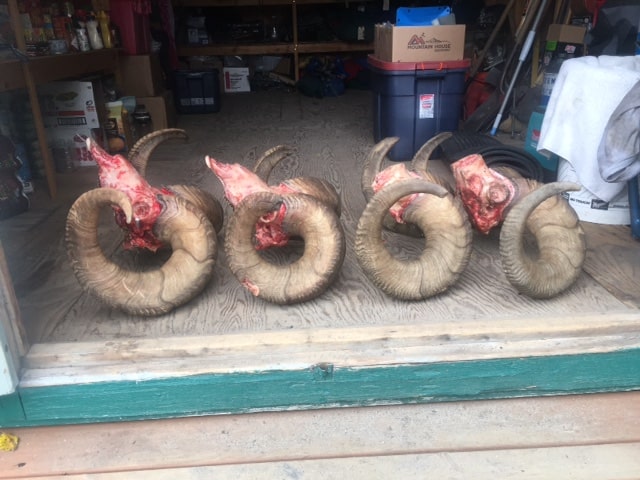 Alaska Dall Sheep Hunts
