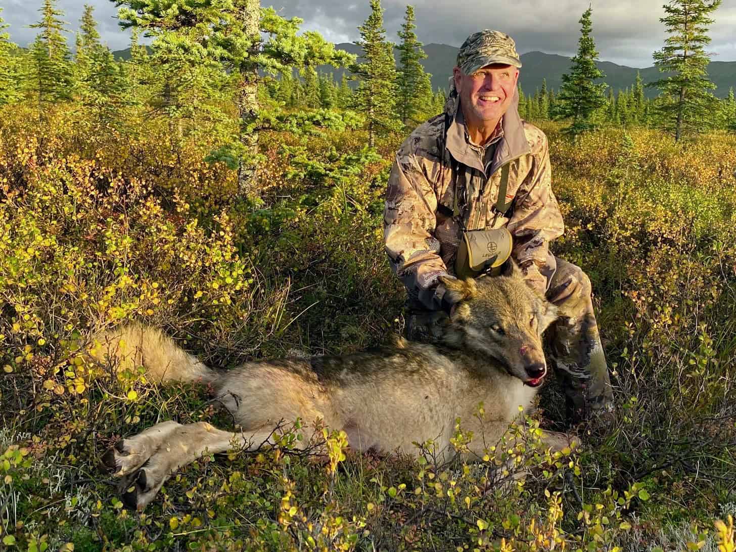 Wolverine Trophy Bull Moose