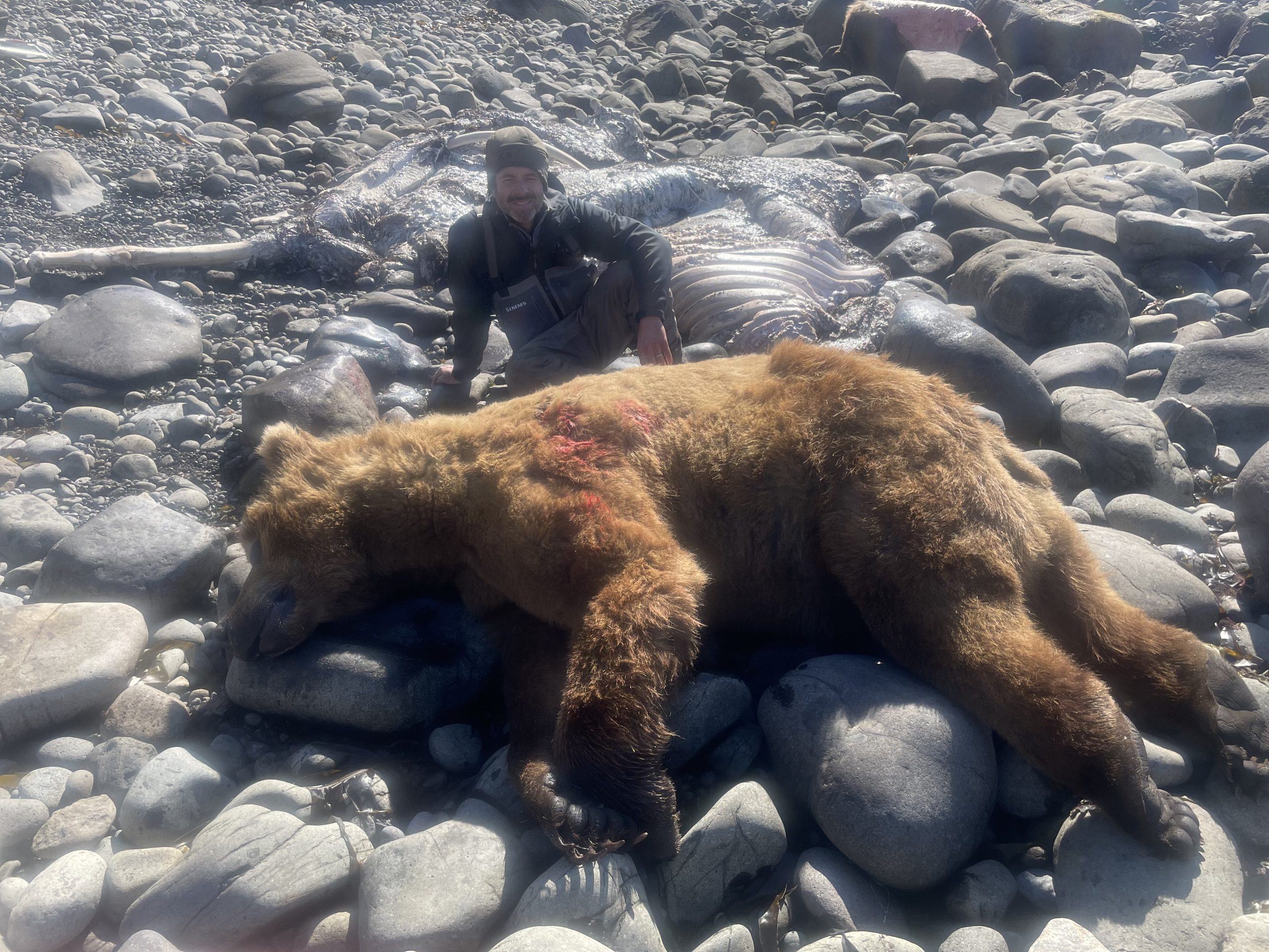 Fall 2021 Brown Bear