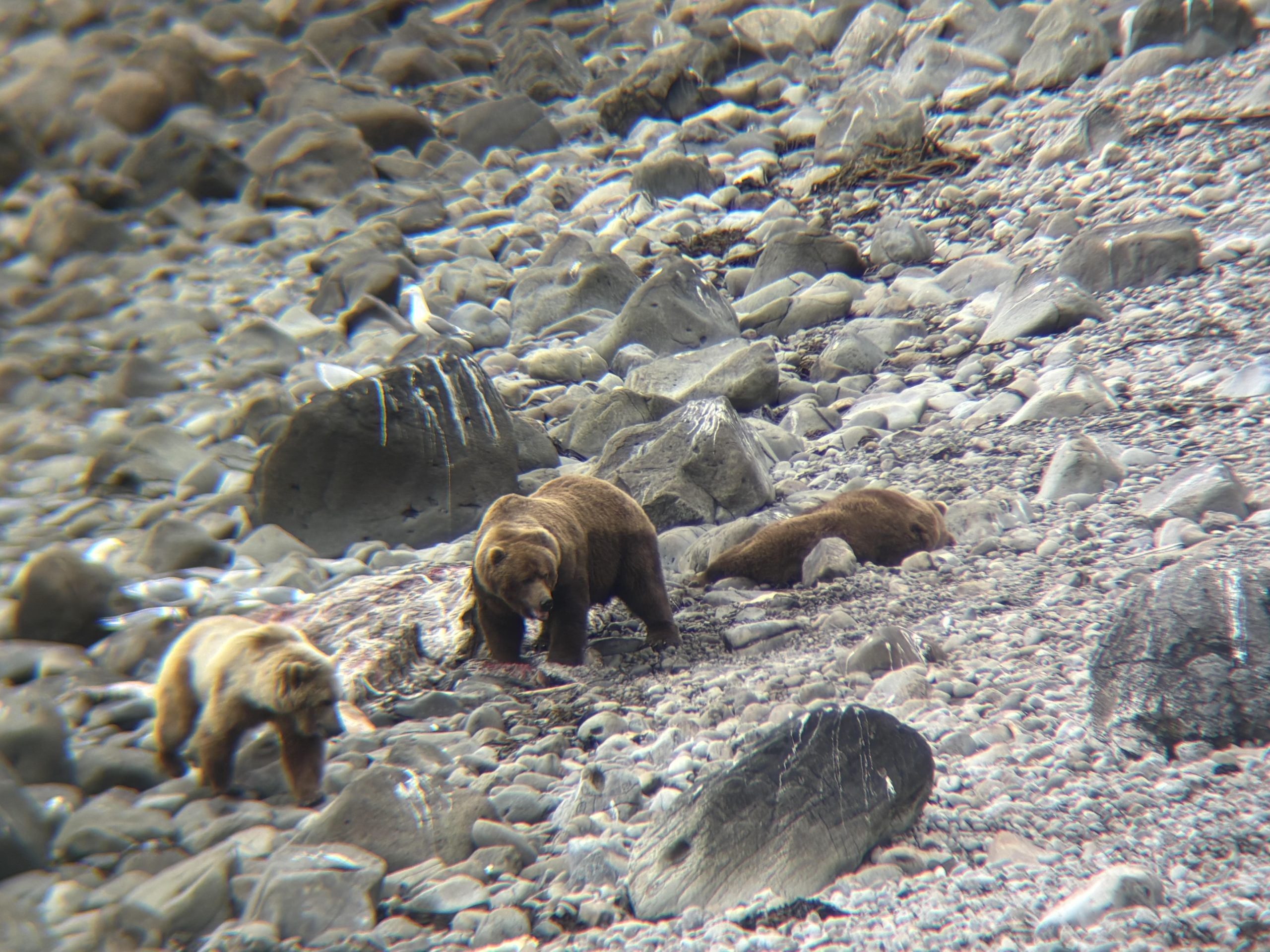 Fall 2021 Brown Bear